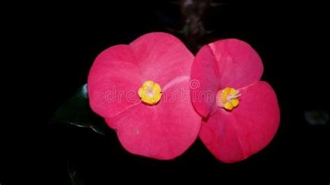 Beautiful Red Color Flowers Stock Photo Image Of Flowers Orchid