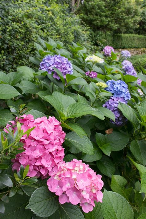 How To Cut Back Hydrangeas In Summer For A Bigger And Brighter Bloom