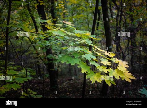 Autumn Tree Branch In The Forest Stock Photo Alamy