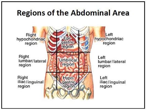Speech organs can be mobile and immobile, active and passive. Ileostomy life | Crohn's talk Patient to Patient