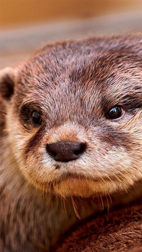 Otter Face Eyes Animal Otters Cute Cute Animals Baby Animals