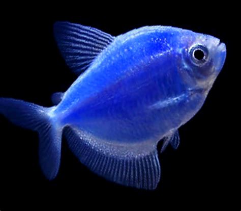 Premium Cosmic Very Blue Glofish Tetra