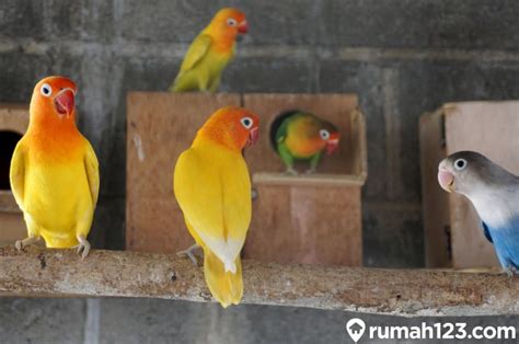 7 Cara Merawat Burung Lovebird Yang Benar Dan Mudah