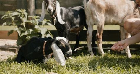 Cattle farming is probably one of the most common and profitable animal farming business. How Much Does It Cost To Start A Goat Farm? - Learn Natural Farming