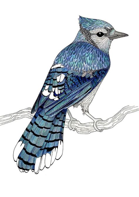 Blue Jay Bird Illustration Art Print Blue Wall Art Bird Lover Etsy