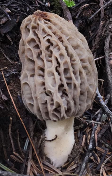 Poisonous Mushrooms In Washington State All Mushroom Info