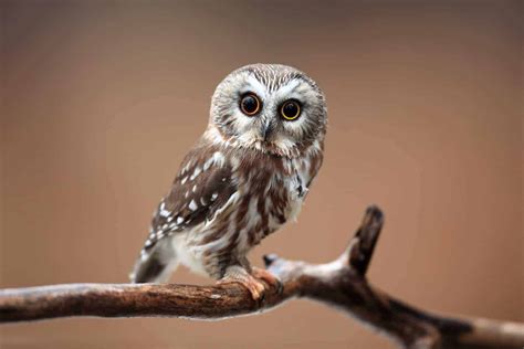 Owls In Michigan 11 Species With Pictures Wild Bird World