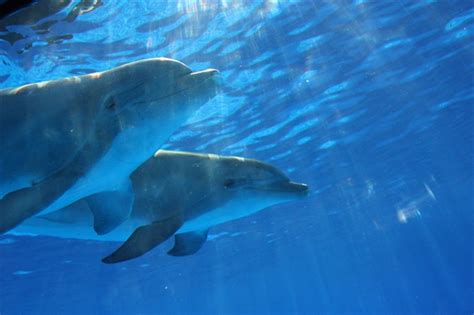 Celebrate National Dolphin Day 2023 The Days Of The Year