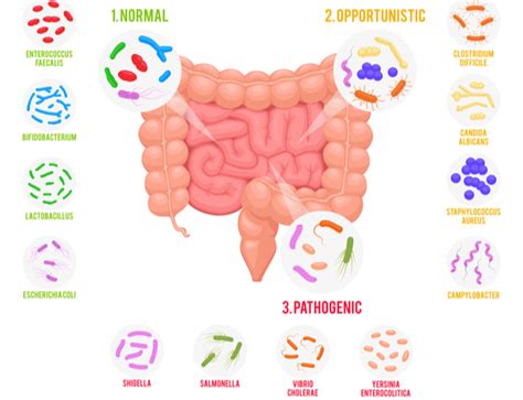 How Gut Bacteria Affects Your Food Cravings Gut Dr