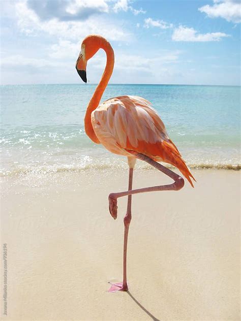 Pink Flamingo Standing On A Tropical Beach In The Caribbean By Jovana