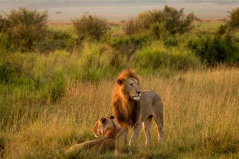 Serengeti Lions Wild Placeswild Places