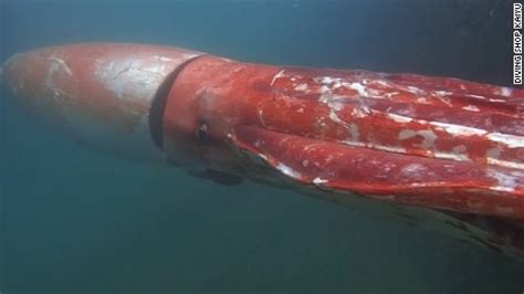 As the students noted, the main body of the. Giant squid surfaces in Japanese harbor - CNN.com