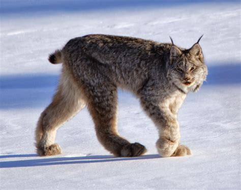 Alluring Planet Canadian Lynx