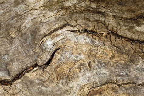 Old Weathered Tree Bark Texture Stock Image Image Of Material
