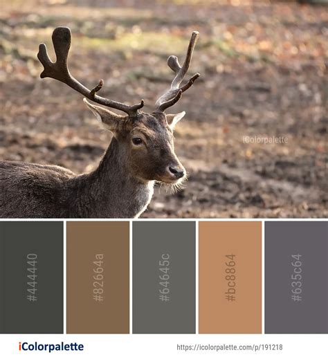 Color Palette Ideas From Wildlife Deer Fauna Image Icolorpalette