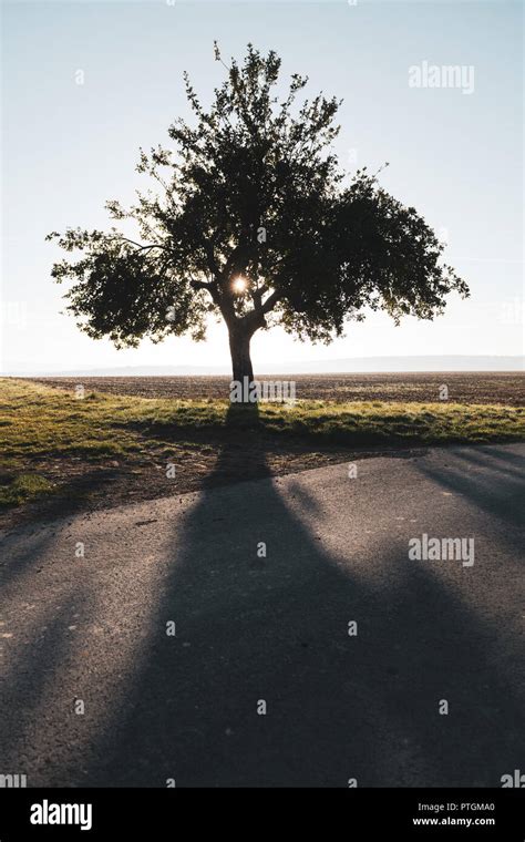 Shadow Of Lonesome Tree In The Fields Beside Road Stock Photo Alamy