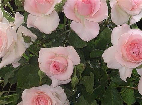 Floribunda Roses Nsw Rose Society