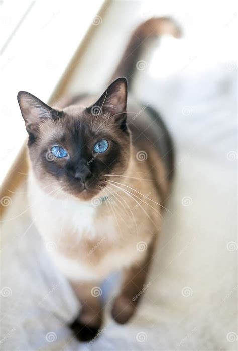 A Purebred Siamese Cat With Seal Point Markings And Blue Eyes Stock