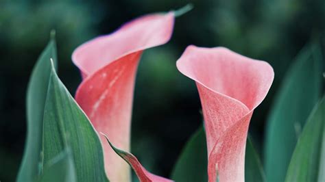 History And Symbolism Of Calla Lilies Blossmcart Flowers