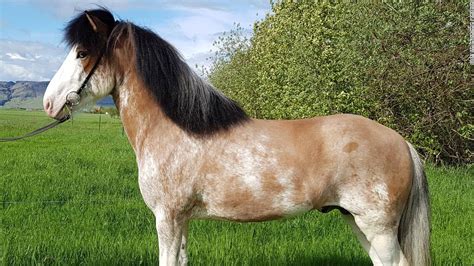 Iceland New Coat Color Found In Icelandic Horse Cnn
