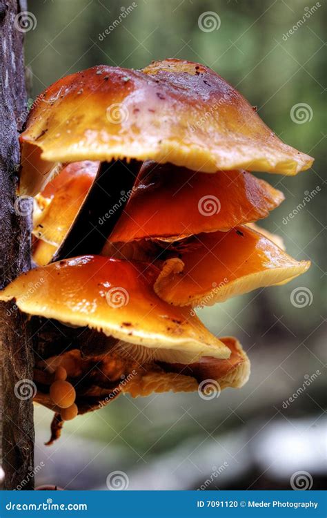Autumn Mushrooms Stock Photo Image Of Blotchy Ground 7091120