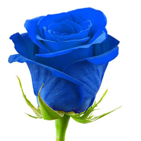 Classic Blue Rose Bouquet 50 Stems Gatinha Manhosa