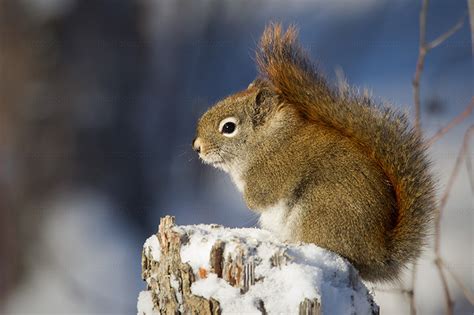 American Red Squirrel Pictures And Photos Photography Bird