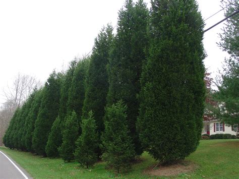 Leyland Cypress For Fast Growing Evergreen Privacy What Grows There