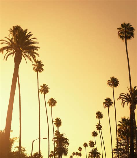 Palm Tree At Sunset On Beverly Hills Photograph By Franckreporter Pixels