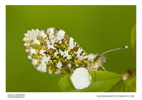Male Orange Tip Butterfly Anthocharis Cardamines I · David Kennard
