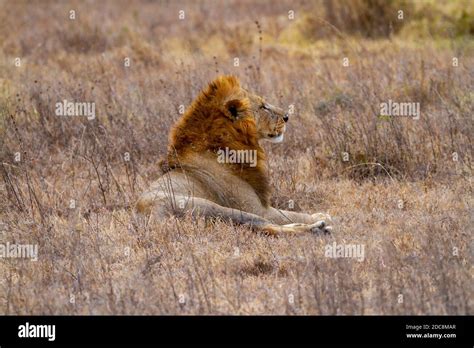 Majestic Male Lion Panthera Leo With Big Mane Rests On Dry Scrub
