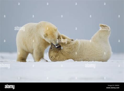 Polar Bear Ursus Maritimus Cubs Play Fighting At Kaktovik Arctic In