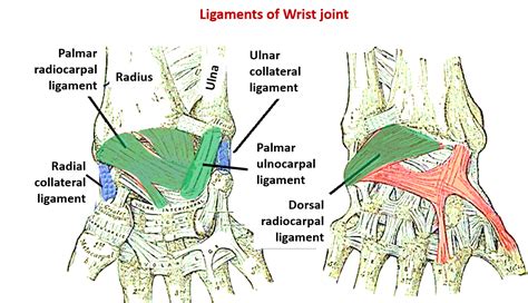Other Joints Of Upper Limb Anatomy Qa
