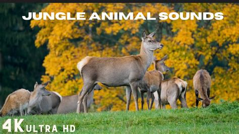 Jungle Animals Sounds In 4k Animals Lifeforest Life