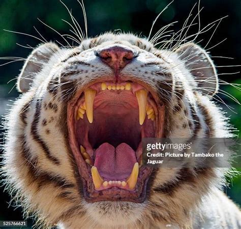 tiger with mouth open photos and premium high res pictures getty images
