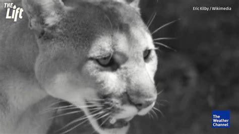 Eastern Cougars Officially Declared Extinct The Weather Channel