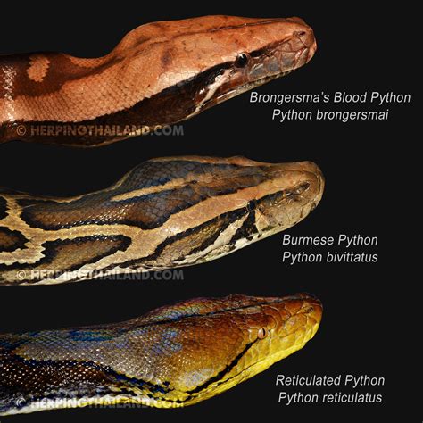 Pythons Of Thailand