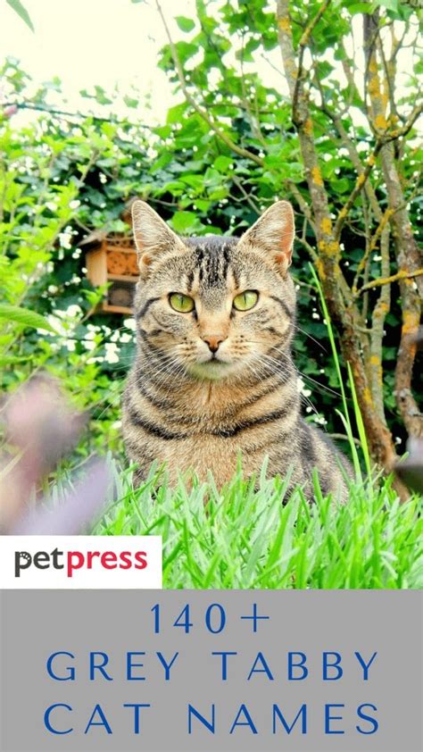 140 Best Grey Tabby Cat Names For Your Grey Tabby Kitten