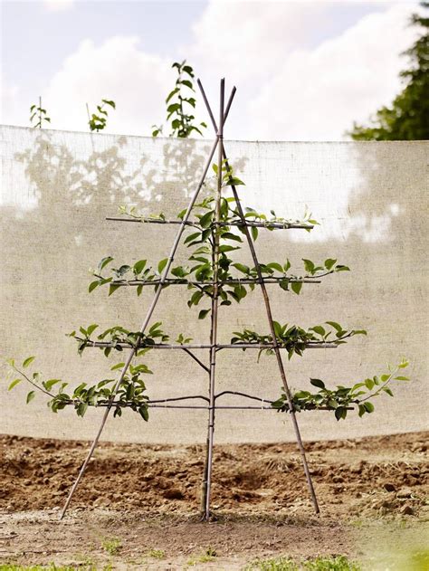 How To Train Fruit Trees With Espalier