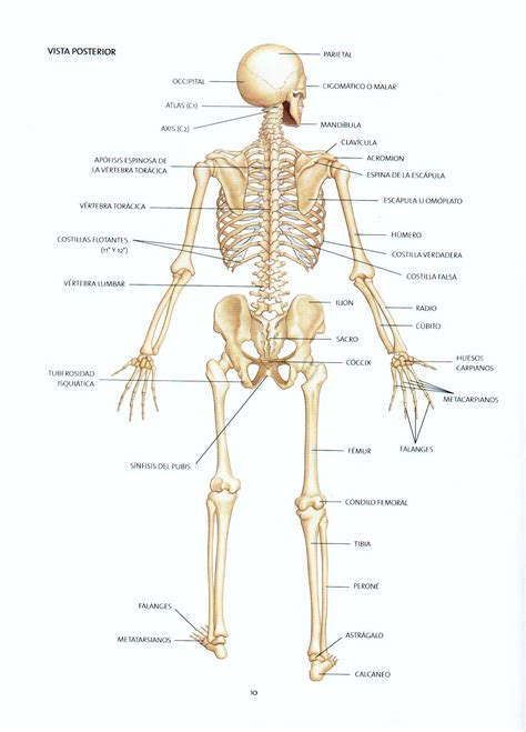 Huesos Del Cuerpo Humano Vista Posterior Bikejza