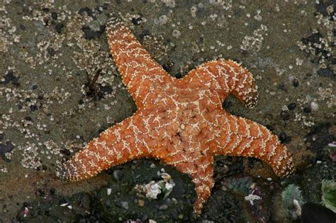 What Eats A Starfish