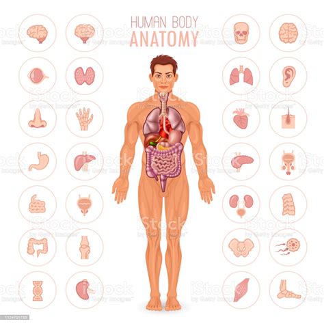 Human Body Anatomy Male Stock Illustration Download Image Now Istock