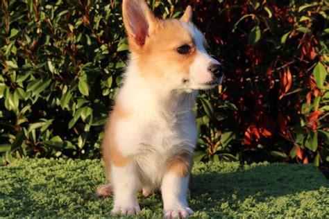 They are generally healthy breeds! Pembroke Welsh Corgi Puppies For Sale | Valley Springs, CA ...