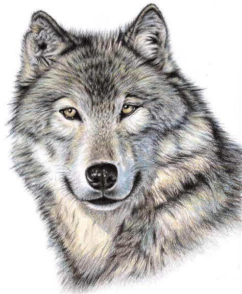 Realistic Wolf Head Drawing Clip Art Library