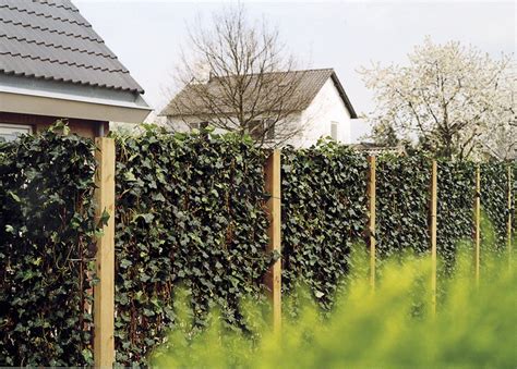 Maybe you would like to learn more about one of these? Sichtschutz Efeu Am Laufenden Meter | Haus Design Ideen