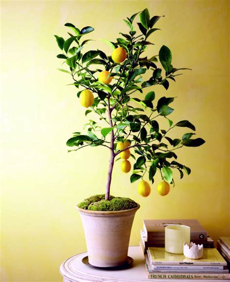 Fabric pots for fruit trees. Fruit trees in pots - varieties of fruits that you can ...