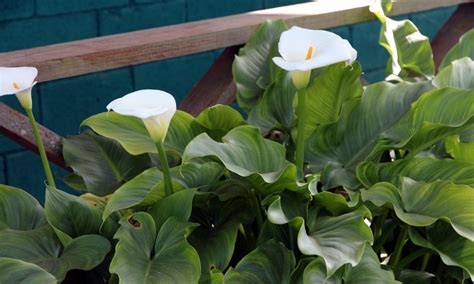 How To Grow Calla Lily Outdoor 4 Tips To Care The Daily Gardener