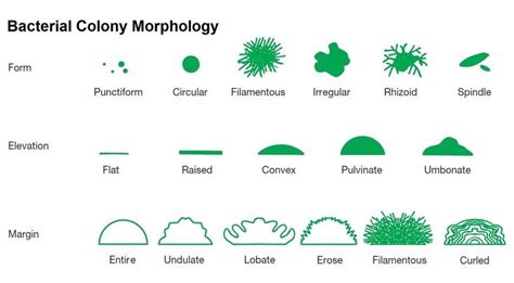 Bacterial Colony Morphology Source Prescotts Microbiology 8th