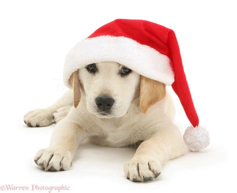 Dog Golden Retriever Pup Wearing A Santa Hat Photo Wp20054