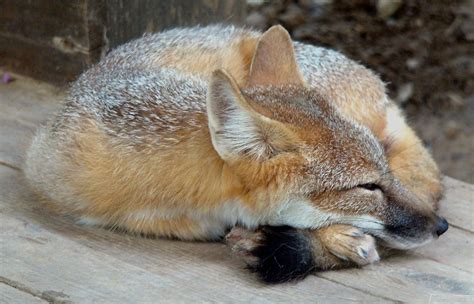 Small Pet Foxes That Can Live Indoors